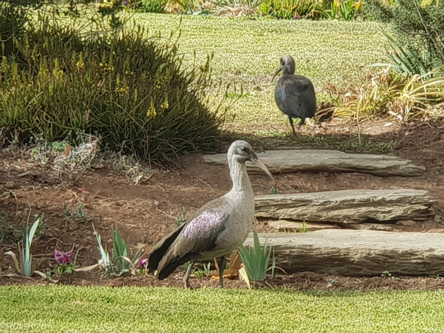 Besucher im Garten